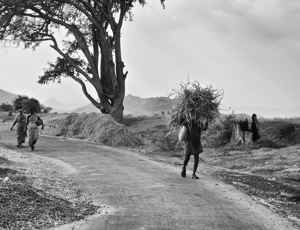Peasants returning home in evening, carrying hay for their livestock. Theni road, Tamil Nadu, India