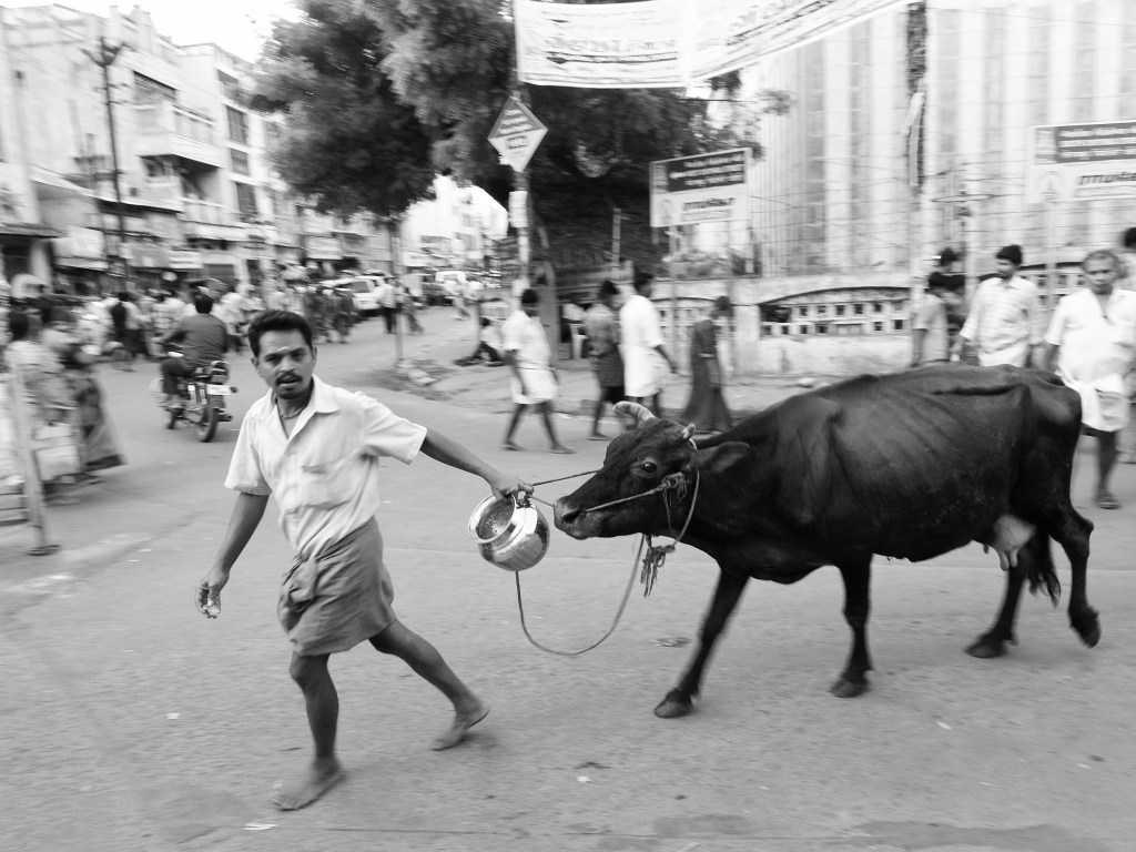 Milkman taking his cow for milking; overcoming it's slight resistance. Madurai, India.