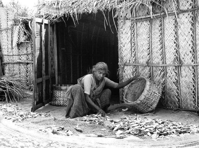 Fisherwoman collecting the dry fishes that she left to dry in front of her hut, Dhanushkodi, Rameshwaram, India