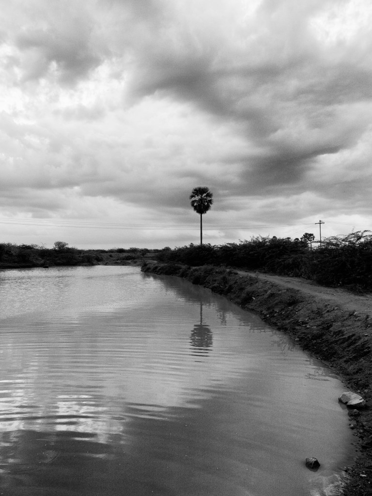 A single palm tree, by the bank of reservoir. Vadakku Vandanam, Tamil Nadu, India.