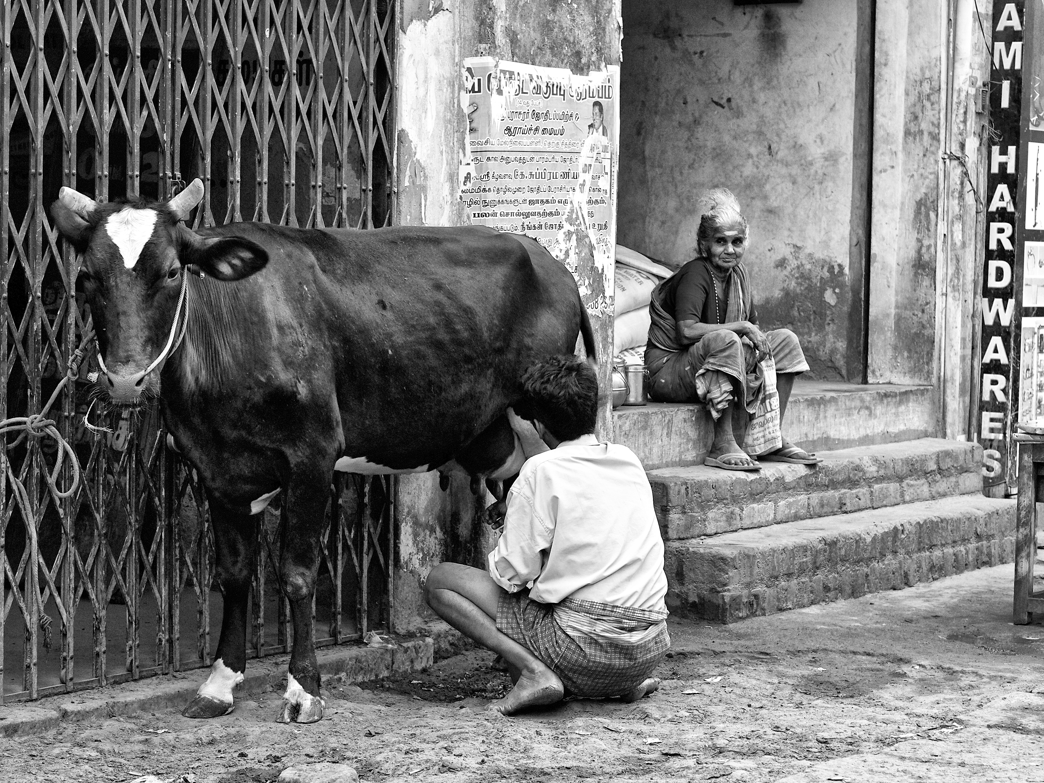 Milkman milking the cow along the street, Madurai, India.