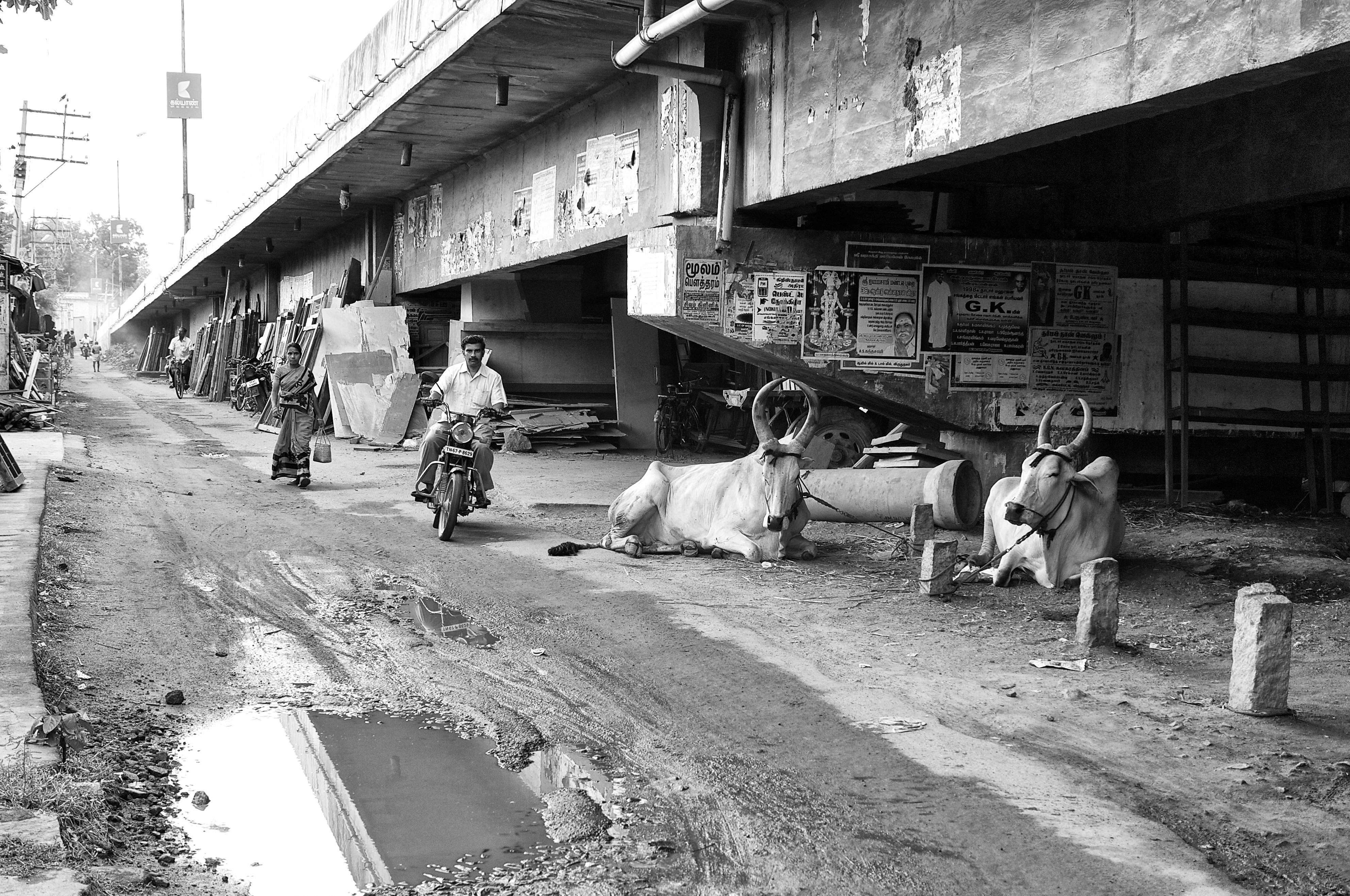 Bulls are resting under the bridge, Virudhunagar, India