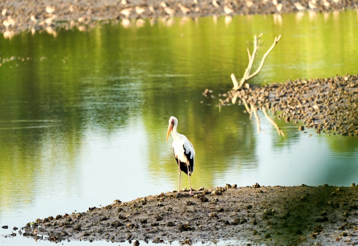 Milky Stork at Sungei Buloh Wetland Reserve, Singapore