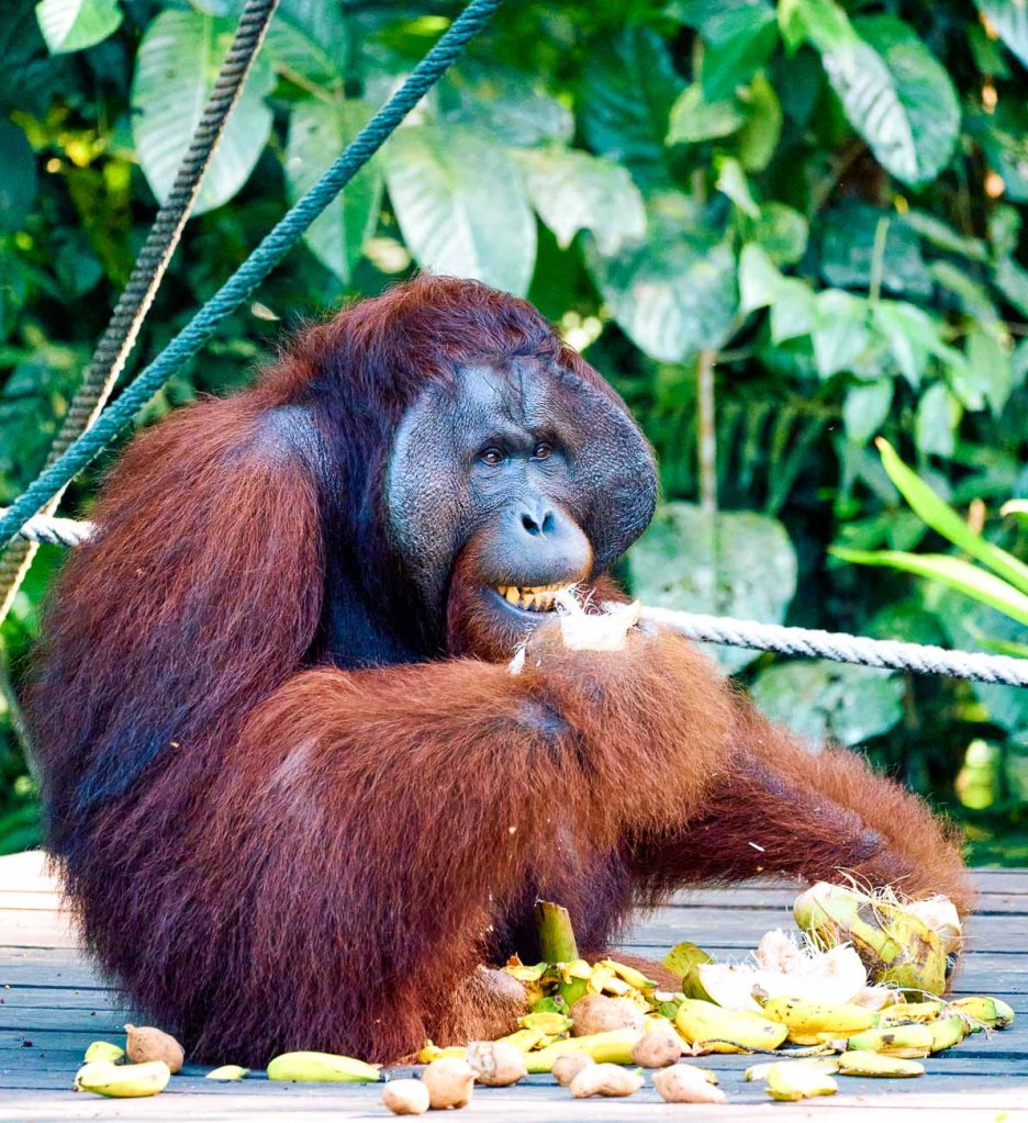 An alpha male orangutan, named Anaku feasting on coconuts, bananas, and ...